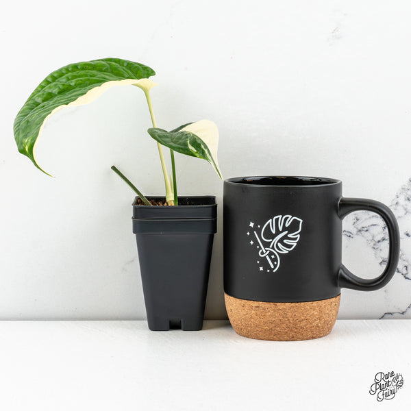 Amydrium 'Spiderman' Albo Variegated (wk46-E) *sectoral*