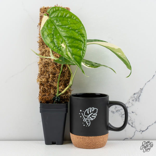 Amydrium 'Spiderman' Albo Variegated (wk47-I)