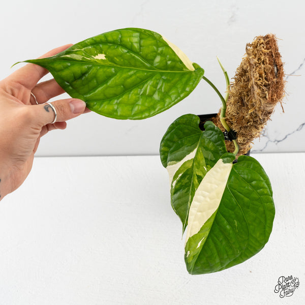 Amydrium 'Spiderman' Albo Variegated (wk47-I)