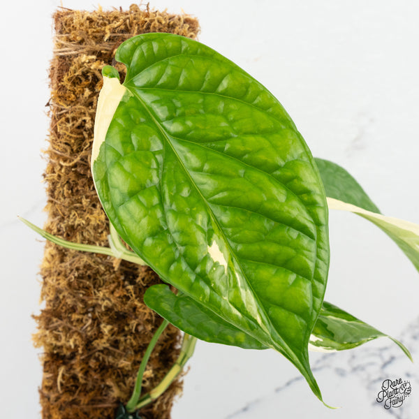 Amydrium 'Spiderman' Albo Variegated (wk47-I)