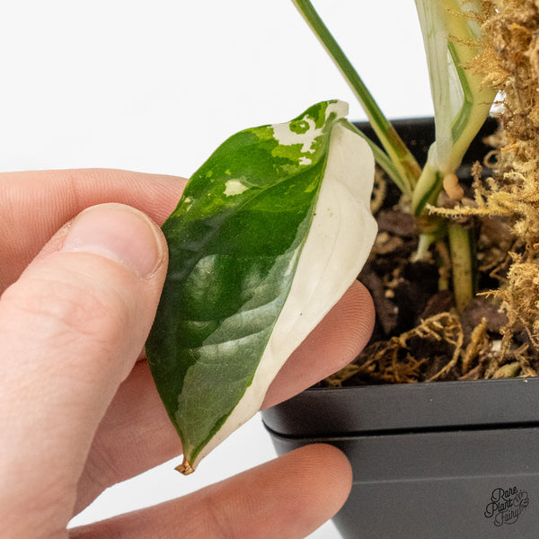 Amydrium 'Spiderman' Albo Variegated (wk49-B)