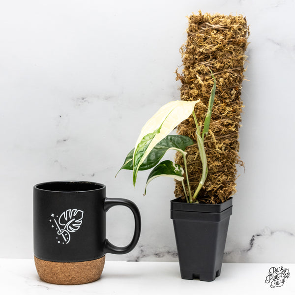 Amydrium 'Spiderman' Albo Variegated (wk49-B)