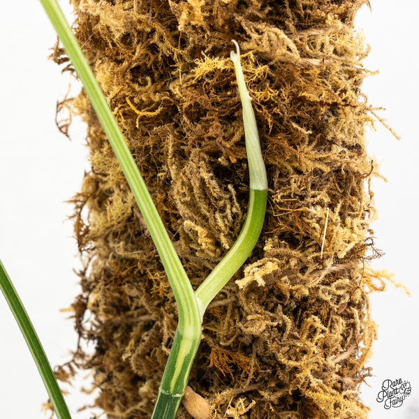 Amydrium 'Spiderman' Albo Variegated (wk52-G)