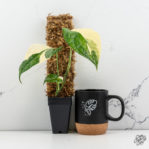 Amydrium 'Spiderman' Albo Variegated (wk52-G)