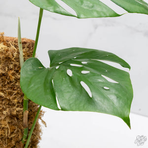 Amydrium cv. NOID *Grower's Choice*