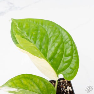 Amydrium 'Spiderman' Albo Variegated (wk22-C)