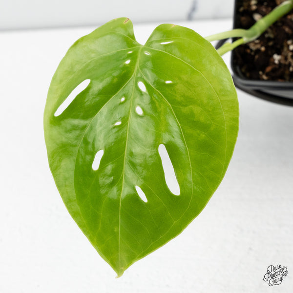 Amydrium sp. NOID (wk49-N)