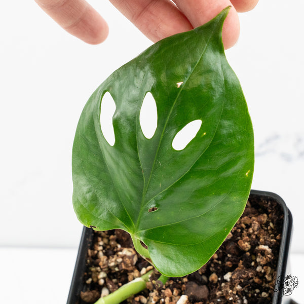 Amydrium sp. NOID (wk49-N)