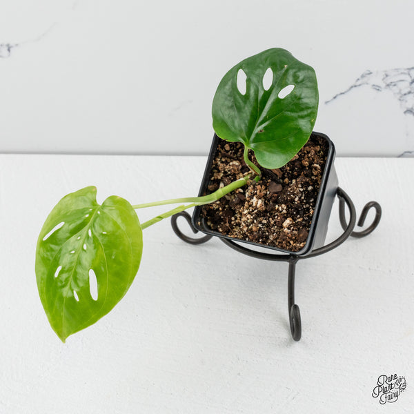 Amydrium sp. NOID (wk49-N)