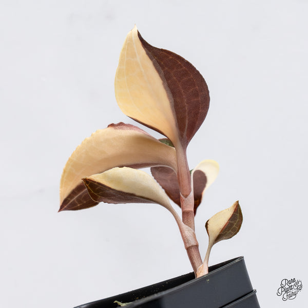 Anoectochilus Formosanus Variegated Jewel Orchid (wk36-G)