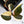 Anoectochilus Formosanus Variegated Jewel Orchid (wk36-G)