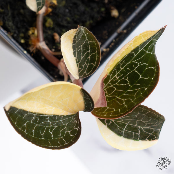 Anoectochilus Formosanus Variegated Jewel Orchid (wk36-G)