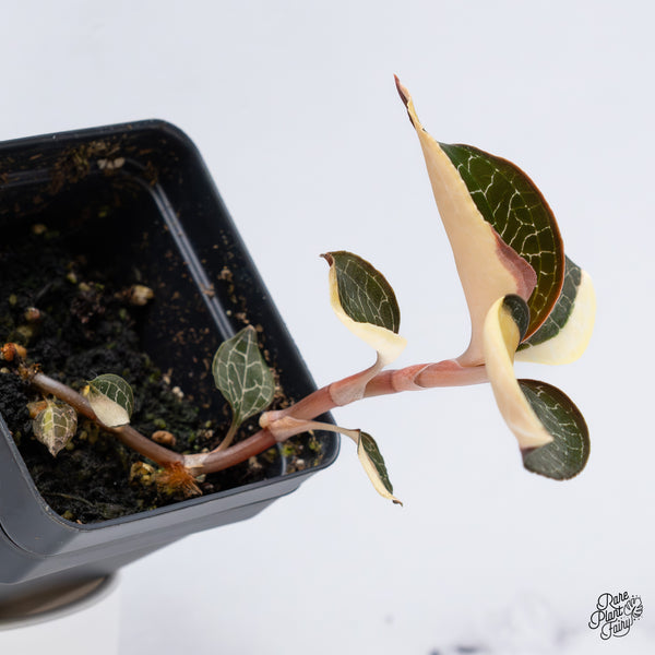 Anoectochilus Formosanus Variegated Jewel Orchid (wk36-G)