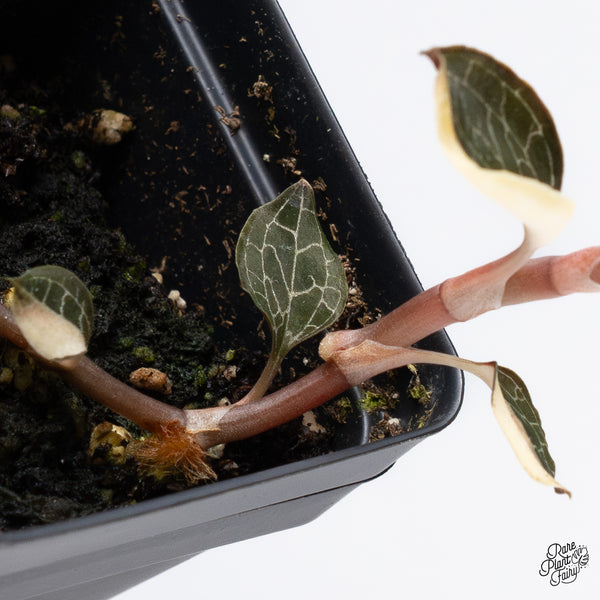 Anoectochilus Formosanus Variegated Jewel Orchid (wk36-G)