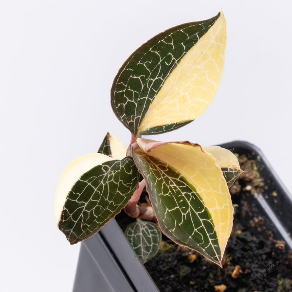 Anoectochilus Formosanus Variegated Jewel Orchid (wk36-G)