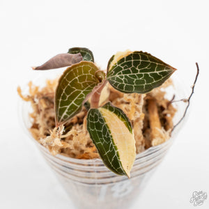 Anoectochilus Formosanus 'Jewel Orchid' Variegated (wk18-E)