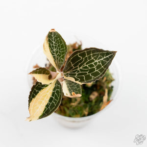 Anoectochilus Formosanus 'Jewel Orchid' Variegated (wk19-F)