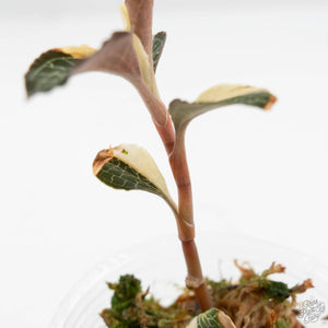 Anoectochilus Formosanus 'Jewel Orchid' Variegated (wk19-F)