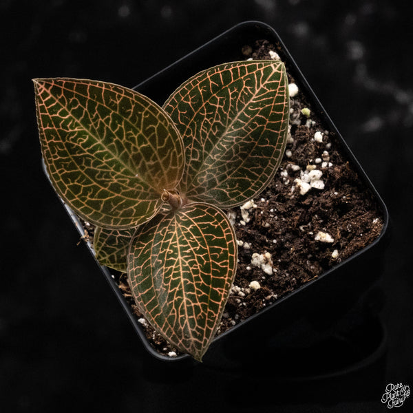 Anoectochilus roxburghii 'Red Stem Pointed Leaves' jewel orchid *Growers choice*