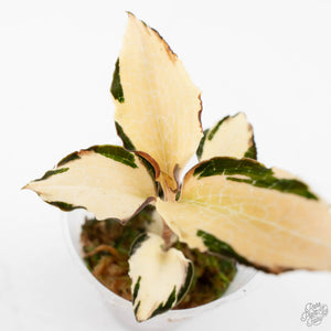 Anoectochilus Formosanus 'Jewel Orchid' Variegated (wk29-E)