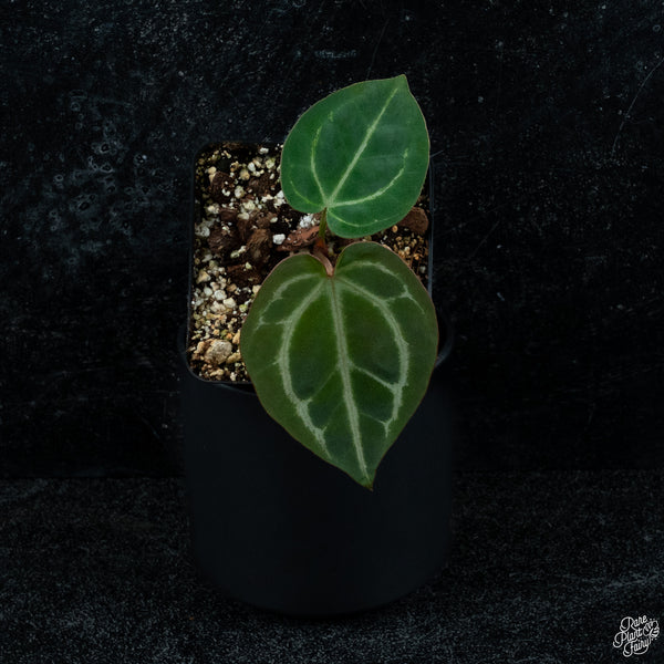 Anthurium Zara '14' x Black Widow '13' by DocBlock® *Grower's Choice*