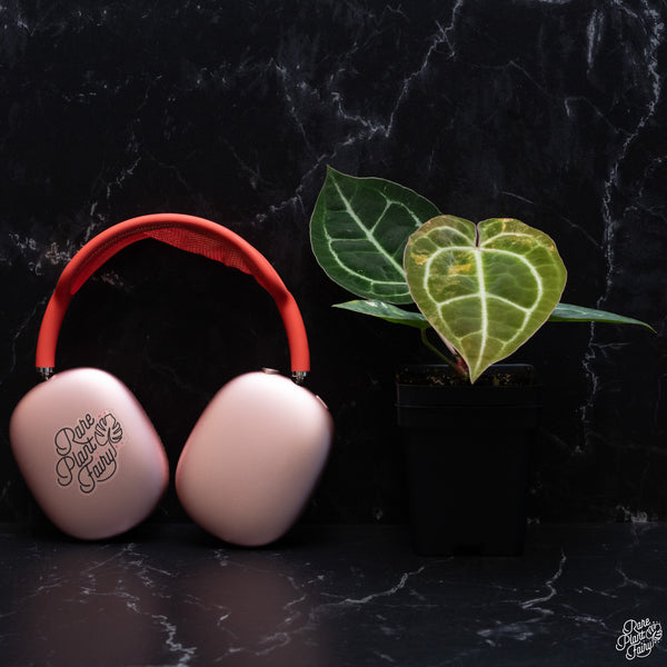Anthurium NSE Red Crystallinum x Variegated Crystallinum (wk32-G)