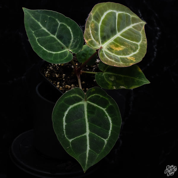 Anthurium NSE Red Crystallinum x Variegated Crystallinum (wk32-G)