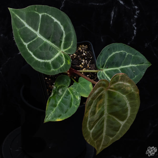 Anthurium NSE Red Crystallinum x Variegated Crystallinum (wk32-G)