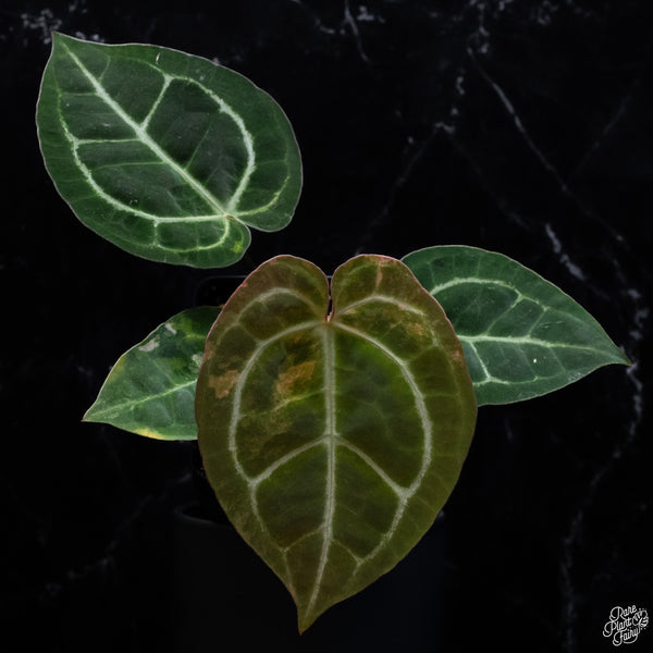 Anthurium NSE Red Crystallinum x Variegated Crystallinum (wk32-G)