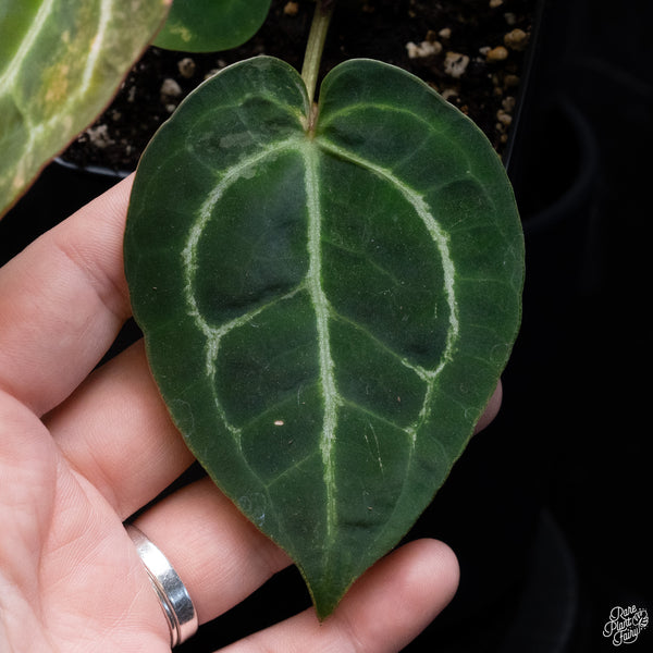 Anthurium NSE Red Crystallinum x Variegated Crystallinum (wk32-G)