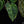 Anthurium NSE Red Crystallinum x Variegated Crystallinum (wk32-G)