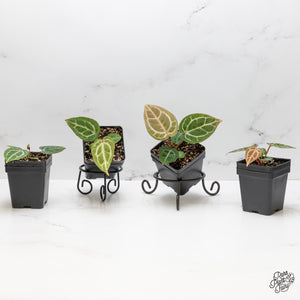 Anthurium Michelle '10' x Home, Sweet Home '32' by DocBlock® *Grower's Choice*