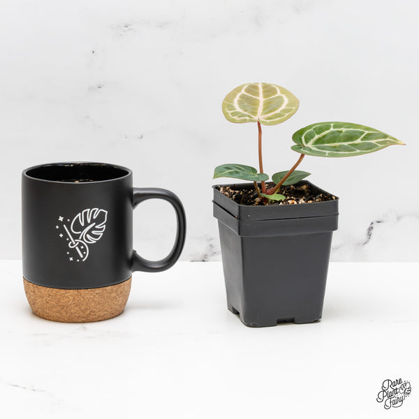 Anthurium Michelle '10' x Home, Sweet Home '32' by DocBlock® *Grower's Choice*