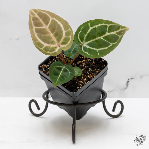 Anthurium Michelle '10' x Home, Sweet Home '32' by DocBlock® *Grower's Choice*