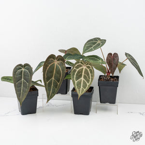Anthurium Minerva '20' x Dark & Handsome '9' by DocBlock® *Grower's Choice*