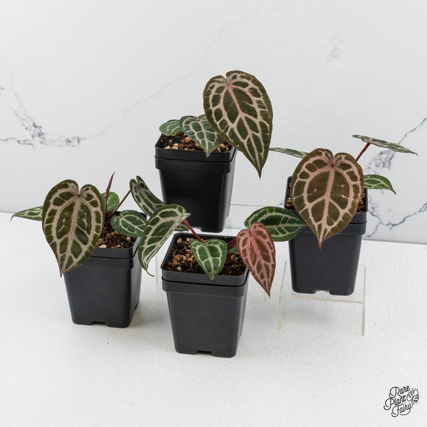 Anthurium Home, Sweet Home '32' x Zara '14' by DocBlock® *Grower's Choice*