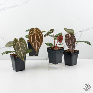 Anthurium Home, Sweet Home '32' x Dark & Handsome '9' by DocBlock® *Grower's Choice*
