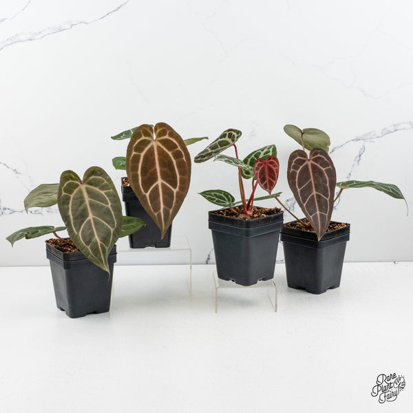 Anthurium Home, Sweet Home '32' x Dark & Handsome '9' by DocBlock® *Grower's Choice*