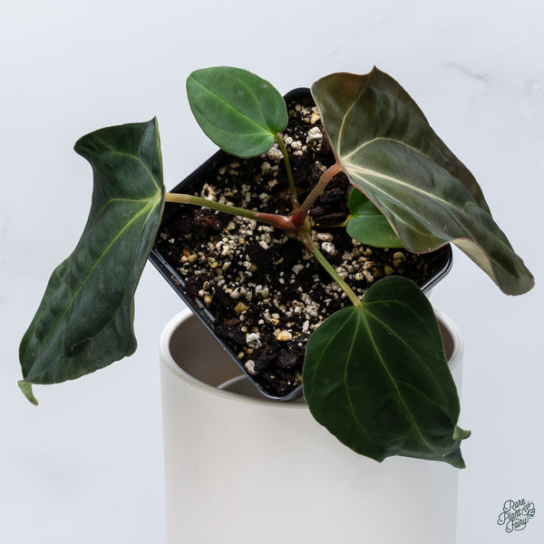 Anthurium Antolakii (Previously BVEP) x Carlablackiae (wk34-C)