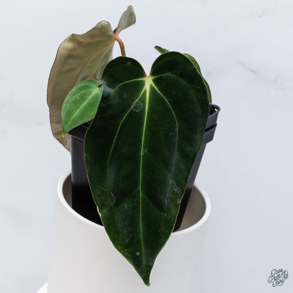 Anthurium Antolakii (Previously BVEP) x Carlablackiae (wk34-C)
