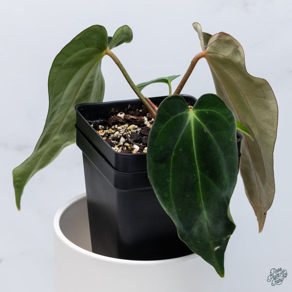 Anthurium Antolakii (Previously BVEP) x Carlablackiae (wk34-C)