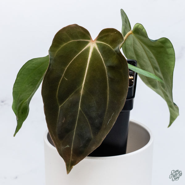 Anthurium Antolakii (Previously BVEP) x Carlablackiae (wk34-C)