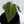 Anthurium Antolakii (Previously BVEP) x Carlablackiae *Flat Sinus* (wk32-B)