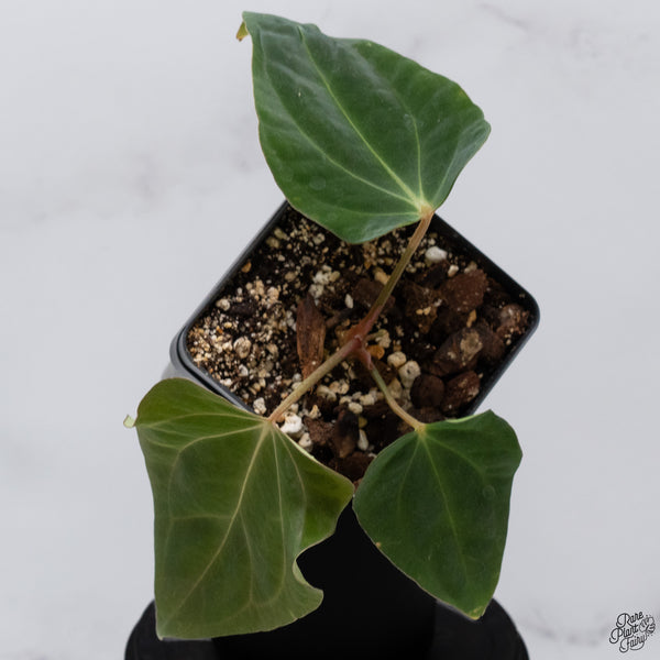 Anthurium Antolakii (Previously BVEP) x Carlablackiae *Flat Sinus* (wk32-B)