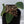 Anthurium Antolakii (Previously BVEP) x Carlablackiae *Flat Sinus* (wk32-B)