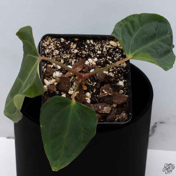 Anthurium Antolakii (Previously BVEP) x Carlablackiae *Flat Sinus* (wk32-B)