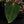 Anthurium Antolakii (Previously BVEP) x Carlablackiae *Flat Sinus* (wk32-B)
