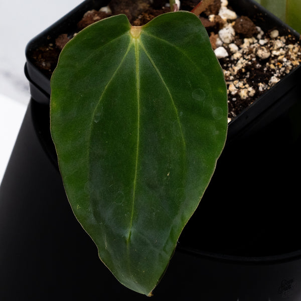 Anthurium Antolakii (Previously BVEP) x Carlablackiae *Flat Sinus* (wk32-B)