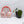 Anthurium Antolakii (Previously BVEP) x Carlablackiae *Flat Sinus* (wk32-B)