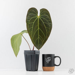 Anthurium 'Carlablackiae' x 'Papillilaminum' (wk43-L393)